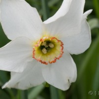 Pheasants Eye Dafodil